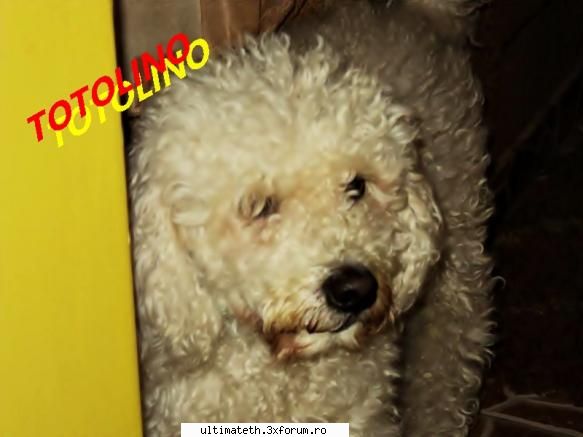 Animalutul nostru - Un cateel, Toto care are 5 ani si 6 luni - About You
