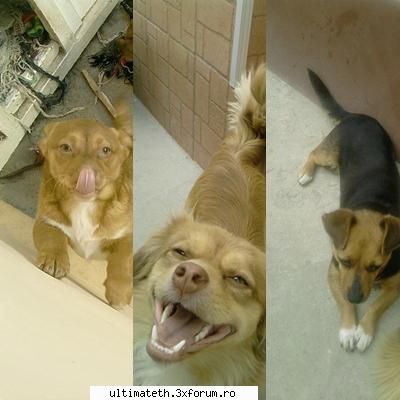 Animalutul nostru - Am 3 catei: - Pufy- fata 5 luni - Tzuky- baiat 1 - About You
